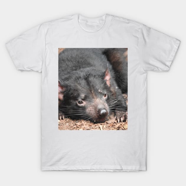 Tasmanian Devil T-Shirt by kirstybush